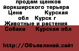 продам щенков йоркширского терьера › Цена ­ 8 000 - Курская обл., Курск г. Животные и растения » Собаки   . Курская обл.